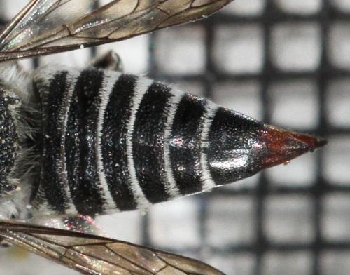 Réf. 209 532 : Coelioxys echinata
